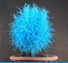 Blue Scoparia Herb Seeds for Planting with delicate blue-green foliage