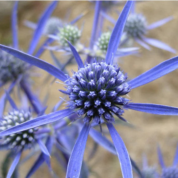 Blue Sea flower seeds