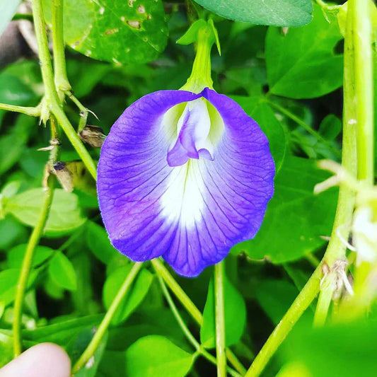 Blue Shankam flower seeds