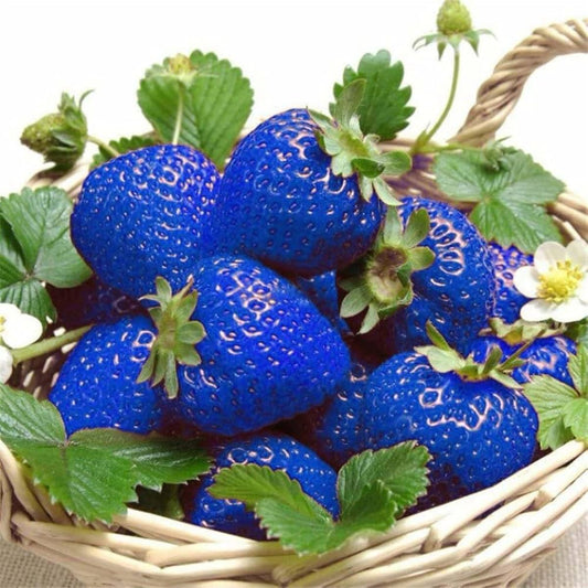 blue strawberry seeds