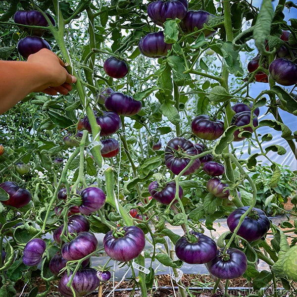 Blue Tomato Seeds