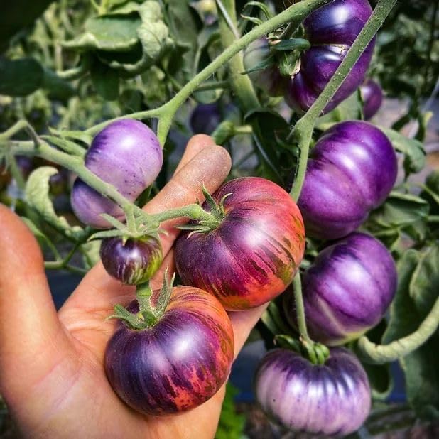 Blue Tomato Seeds for Planting – Heirloom Non-GMO Garden Seeds