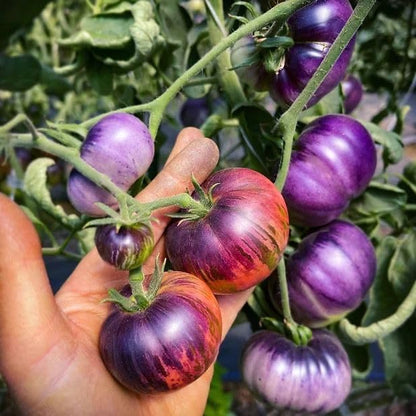 Blue Tomato Seeds for Planting – Heirloom Non-GMO Garden Seeds