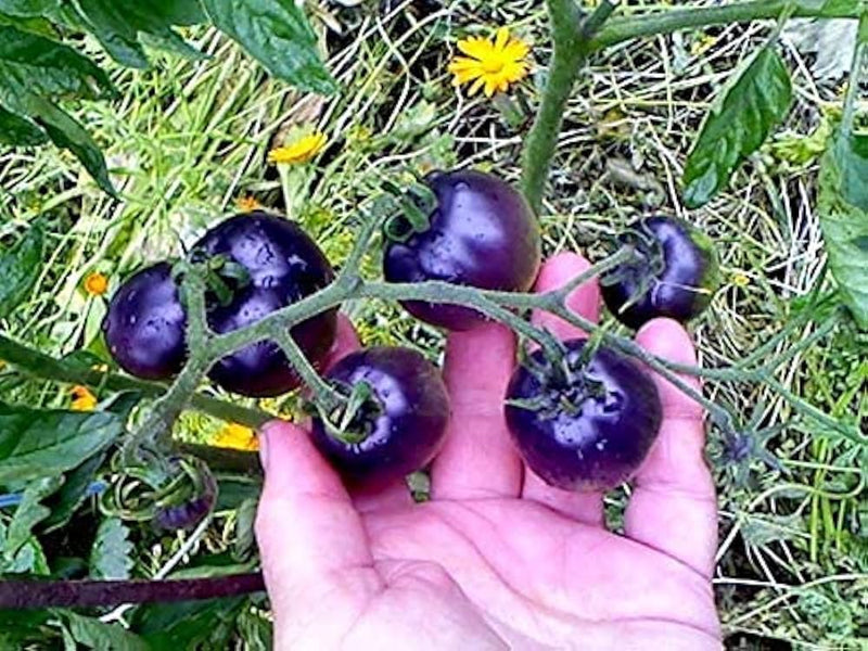 Blue Berries Tomato Seeds for Planting – Heirloom Non-GMO Garden Seeds