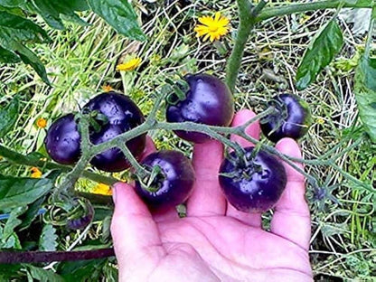 Blue Berries Tomato Seeds for Planting – Heirloom Non-GMO Garden Seeds