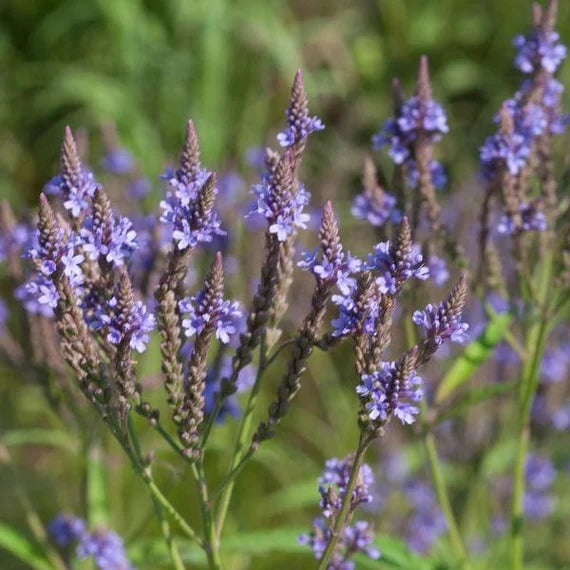 Blue Vervain flower seeds