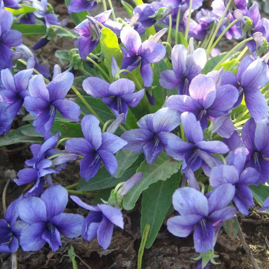 Blue Viola flower seeds