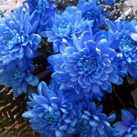 Violet Chrysanthemum Flowers in Garden Container