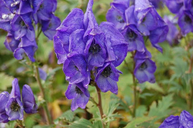 Chinese aconite (Aconitum carmichaelii) with tall stems of deep blue-violet hood-shaped flowers and dark green divided foliage in a perennial garden.