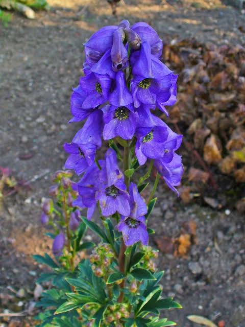 Chinese aconite (Aconitum carmichaelii) with tall stems of deep blue-violet hood-shaped flowers and dark green divided foliage in a perennial garden.