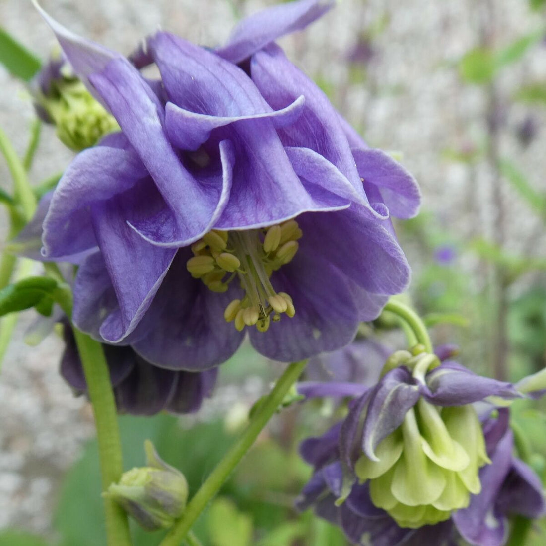 Blue White flower seeds