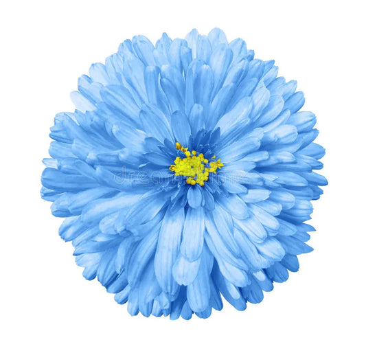 Blue White flower seeds