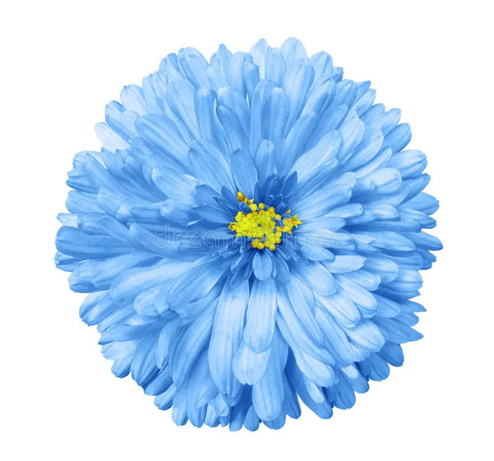 Blue White flower seeds