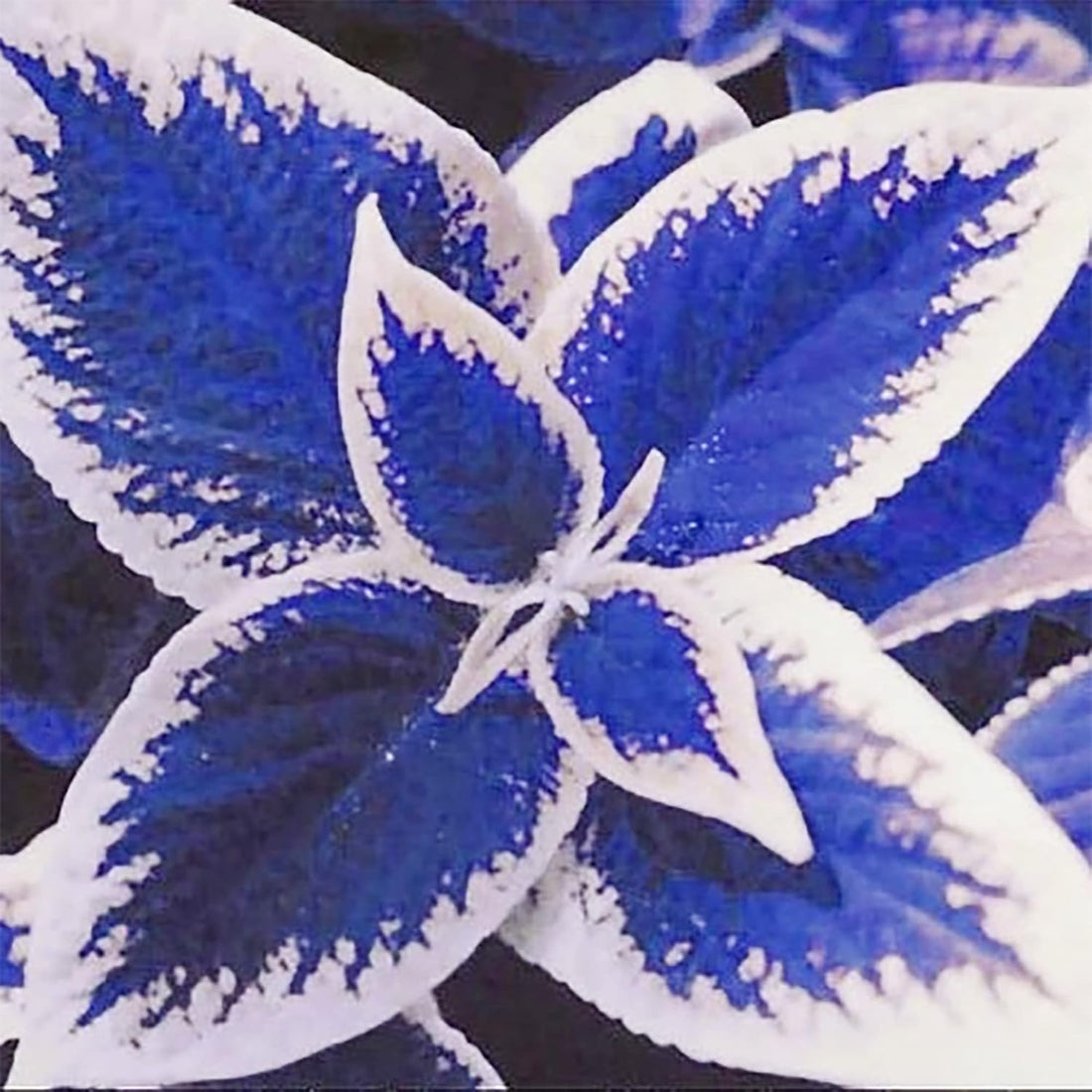 Blue White flower seeds