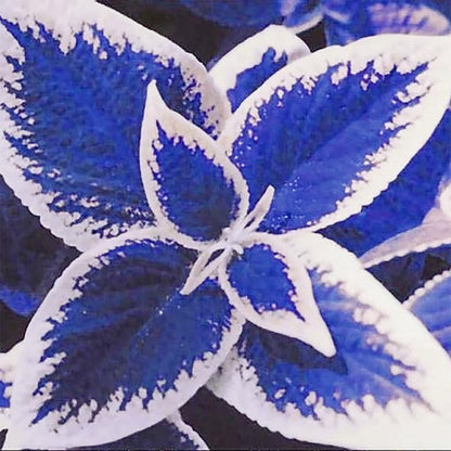 Blue White flower seeds
