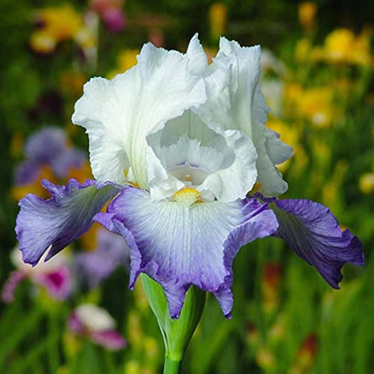 Blue White flower seeds