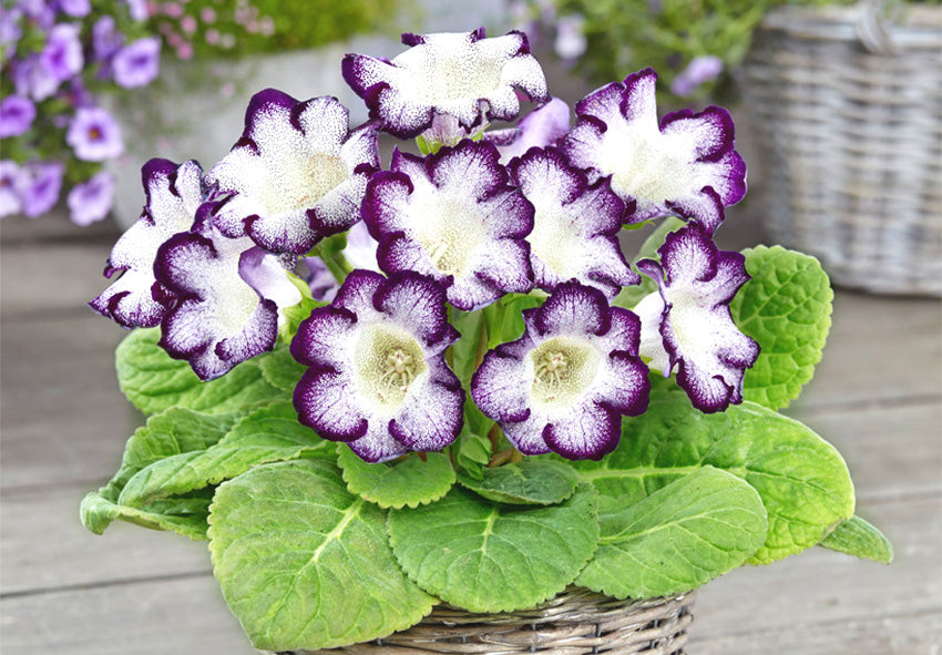 Blue White flower seeds