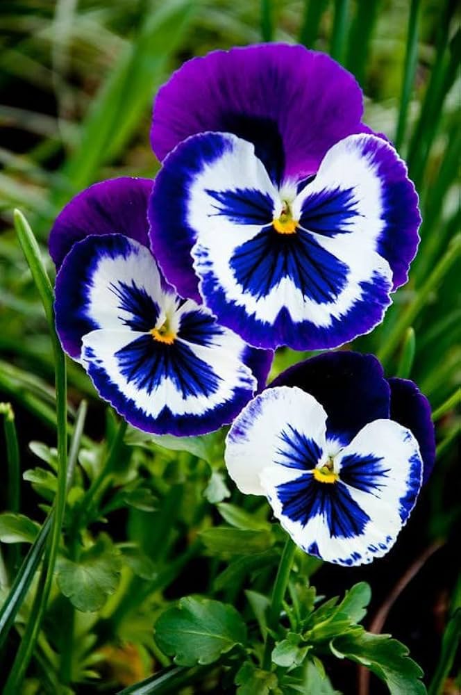 Blue White flower seeds