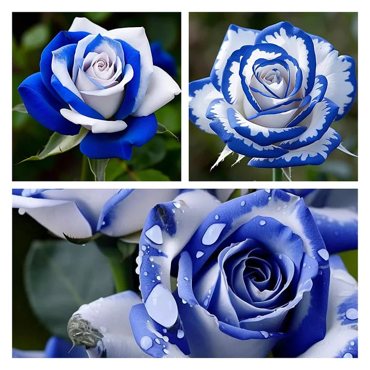Blue White flower seeds