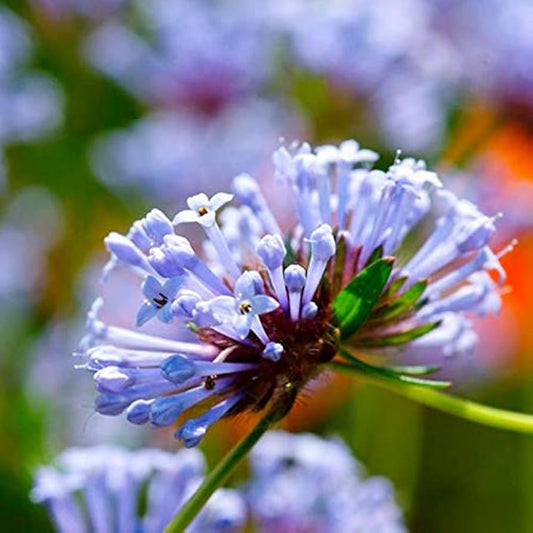 Blue Surprise Woodruff Flower Seeds for Planting – Heirloom Non-GMO Garden Seeds