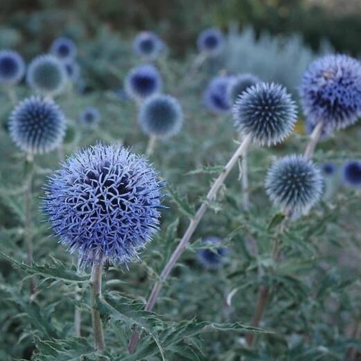 Wildflower Globe Thistle plant