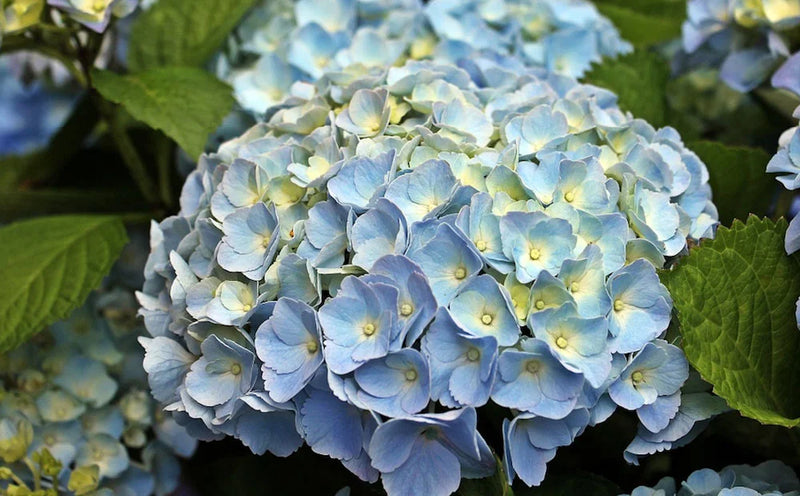Blue and White Hydrangea Flower Seeds for Planting – Heirloom Non-GMO Garden Seeds