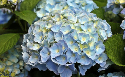 Blue and White Hydrangea Flower Seeds for Planting – Heirloom Non-GMO Garden Seeds