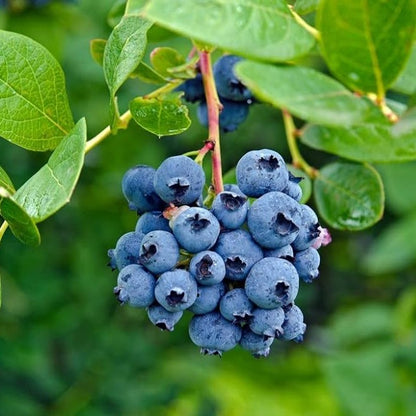 Blueberry fruit seeds for planting with ripe blueberries and young blueberry plants