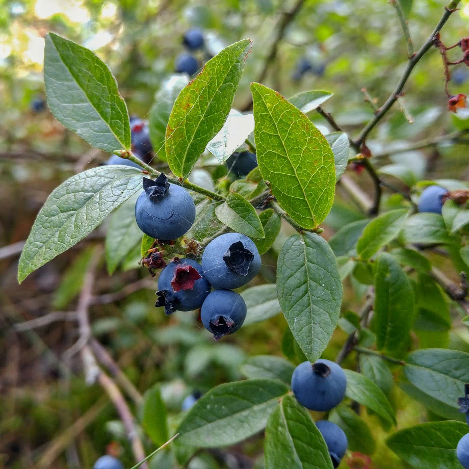 North American Blueberry Fruit Seeds for Planting with blueberry plant and ripe berries