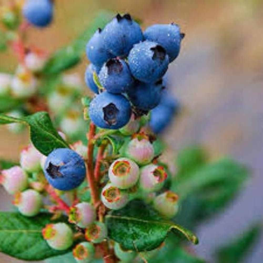 blueberry vaccinium seeds