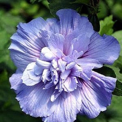 Rose of Sharon plant