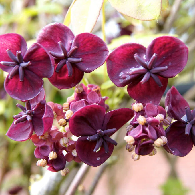 Akebia Quinata flower seeds