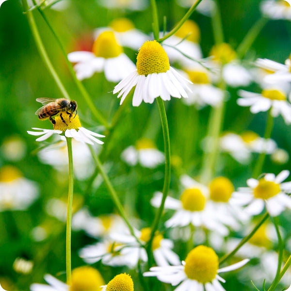 Bodegold Chamomile Herb Seeds for Planting – Heirloom Non-GMO Garden Seeds