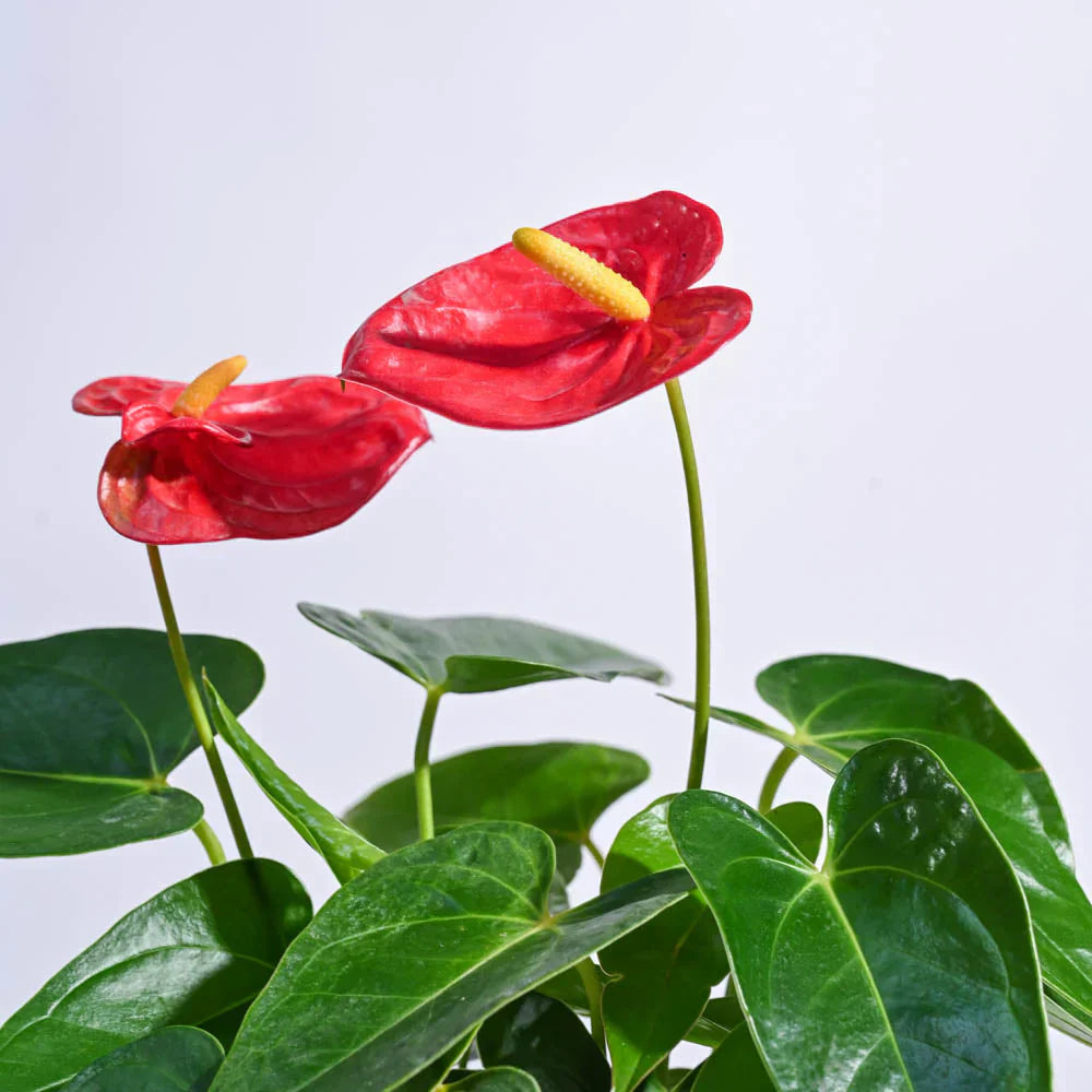 Red Anthurium flower seeds