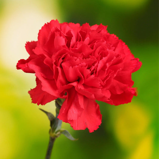 Bold Red flower seeds