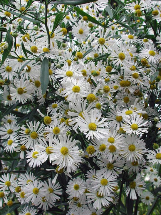 Boltonia Asterioides flower seeds