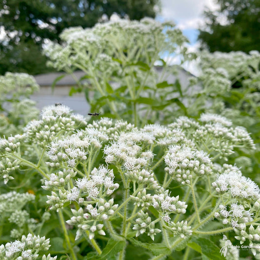 Boneset Eupatorium flower seeds