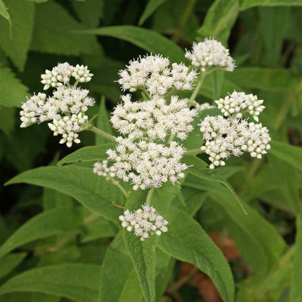 White Eupatorium flower seeds