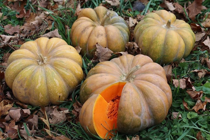 Bonsai Pumpkin Vegetable Seeds for Planting – Heirloom Non-GMO Garden Seeds