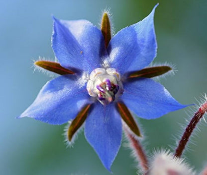 Borage Plant with Blue Flowers and Green Foliage