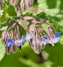 Borage Plant with Bright Blue Star-Shaped Flowers