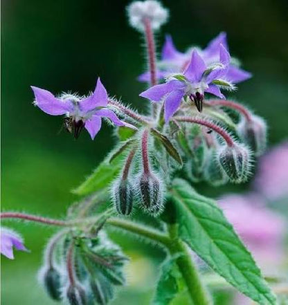Borage Plant with Deep Blue Flowers and Green Foliage
