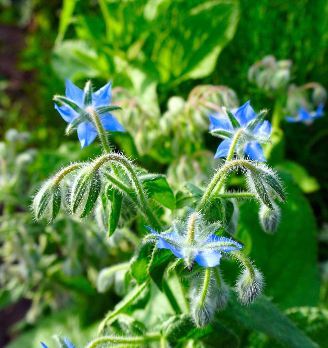 Borage Herb Seeds for Planting – Heirloom Non-GMO Garden Seeds