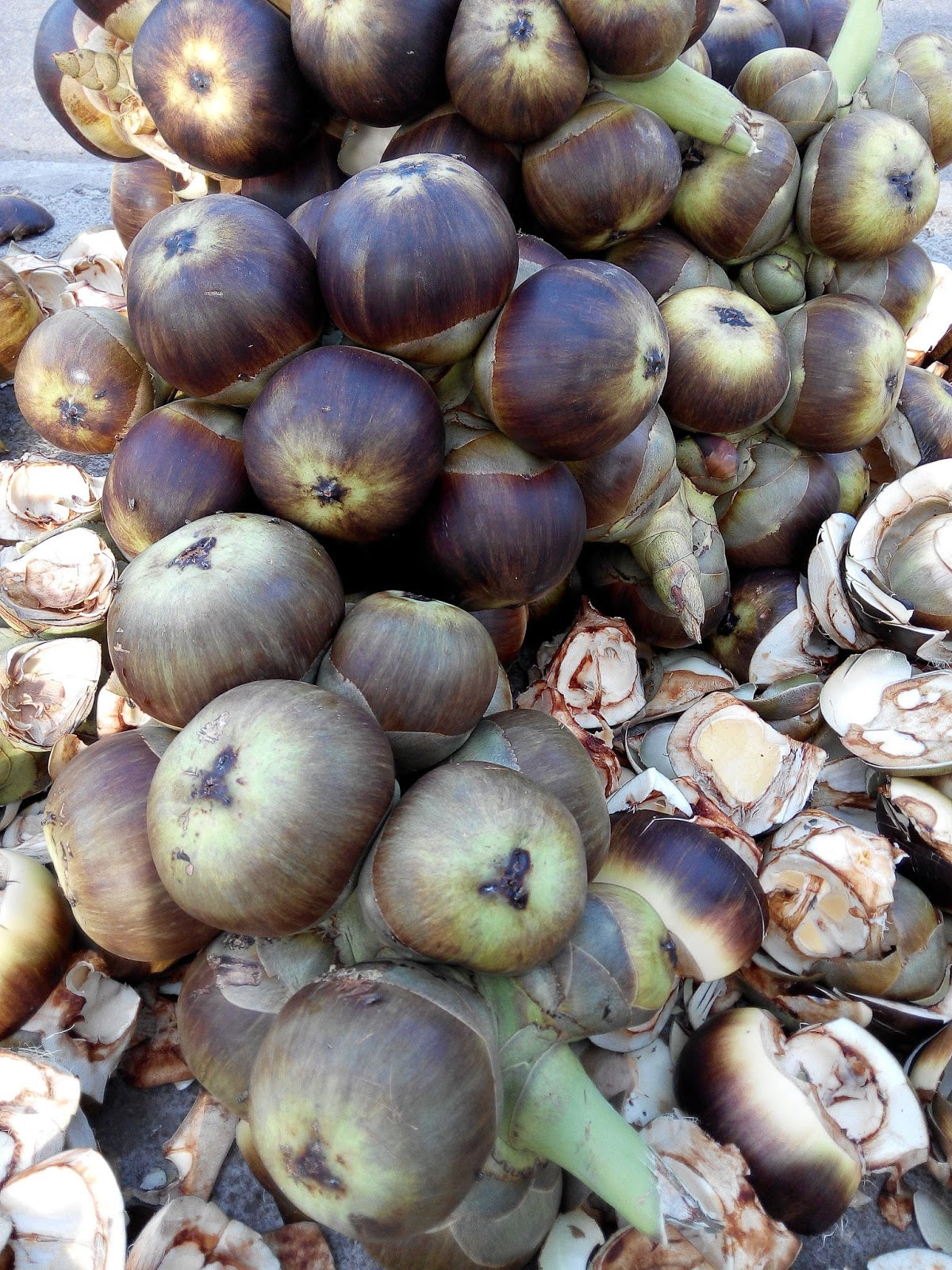 Ice Apple Seeds – Borassus flabellifer Palmyra Palm seeds for planting