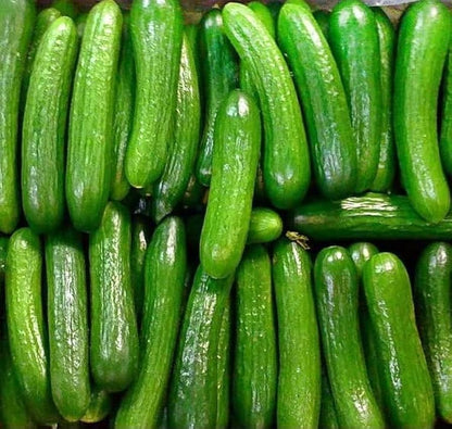 Boston Pickling Cucumber Seeds