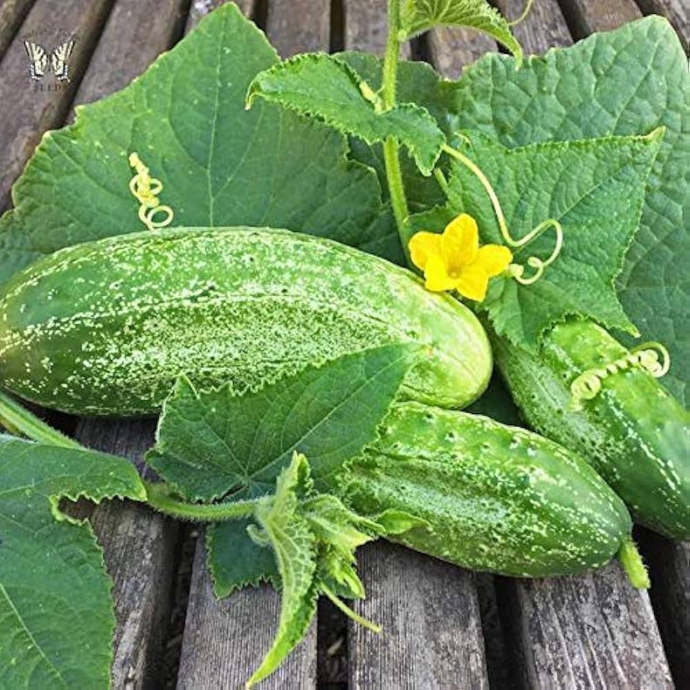Boston Pickling Cucumber Seeds