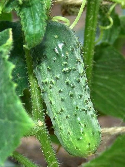 Boston Pickling Cucumber Seeds for Planting – Heirloom Non-GMO Garden Seeds