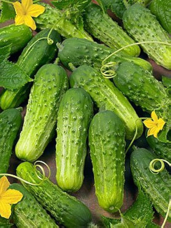 Boston Pickling Cucumber Seeds