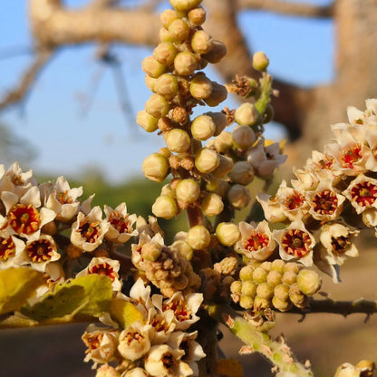 Frankincense Tree Seeds for Planting – Boswellia sacra seeds and young plant