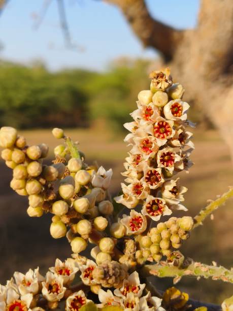 Boswellia Frankincense Tree with green foliage, distinctive peeling bark, and delicate flowers